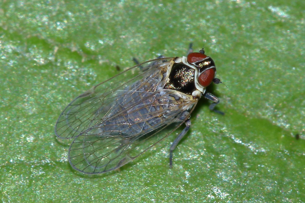 Fulgoromorpha: Hyalesthes obsoletus (Cixiidae)