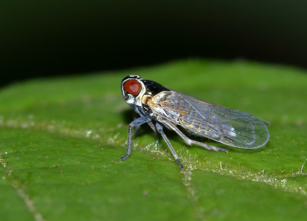 Fulgoromorpha: Hyalesthes obsoletus (Cixiidae)