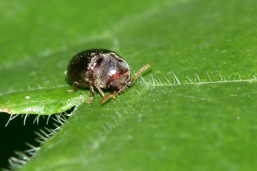 Mesocoelopus niger o M. collaris, Anobiidae