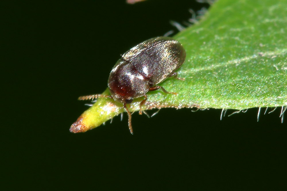 Mesocoelopus niger o M. collaris, Anobiidae
