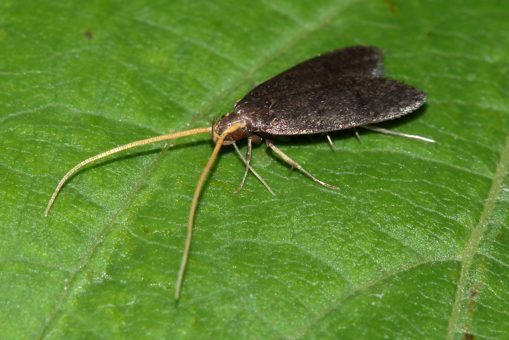 da identificare: Lecithocera nigrana - Lecithoceridae