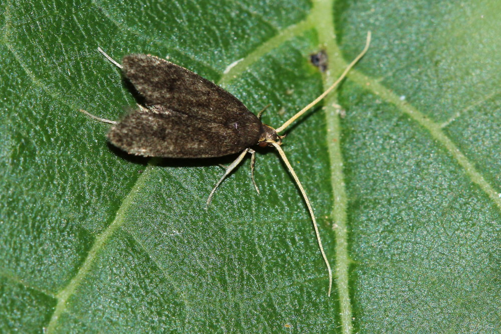 da identificare: Lecithocera nigrana - Lecithoceridae