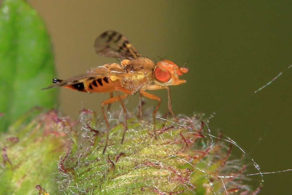 Tephritidae:  Myopites apicatus
