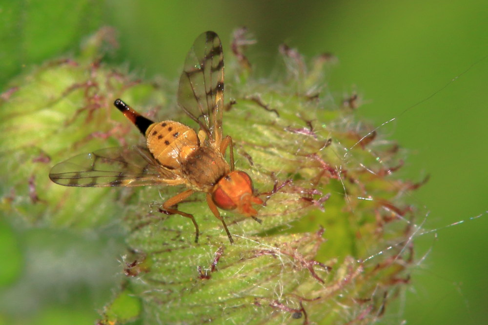 Tephritidae:  Myopites apicatus