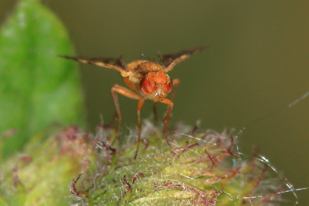Tephritidae:  Myopites apicatus