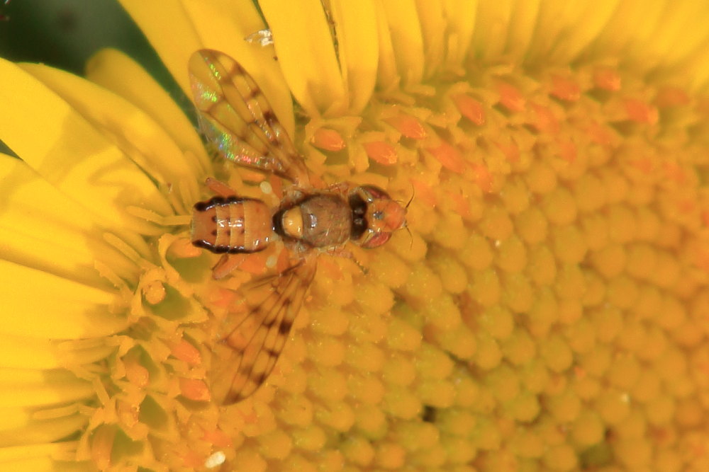 Tephritidae:  Myopites apicatus