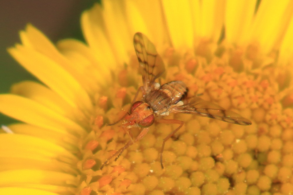 Tephritidae:  Myopites apicatus