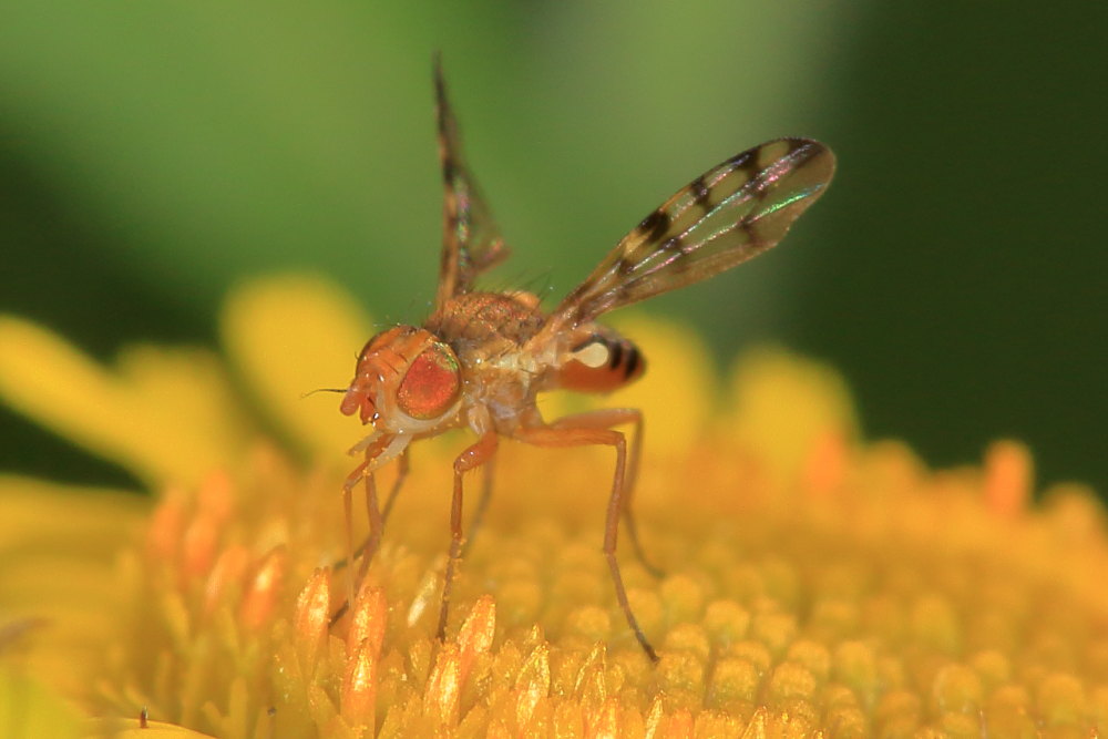 Tephritidae:  Myopites apicatus