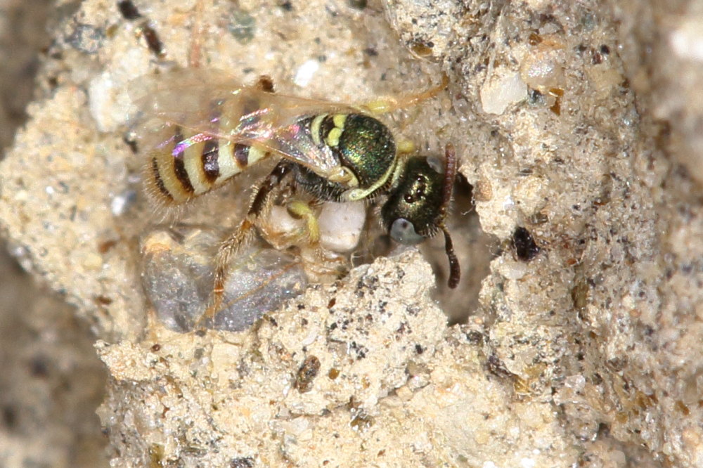 Apidae: Nomioides sp. (cfr.)