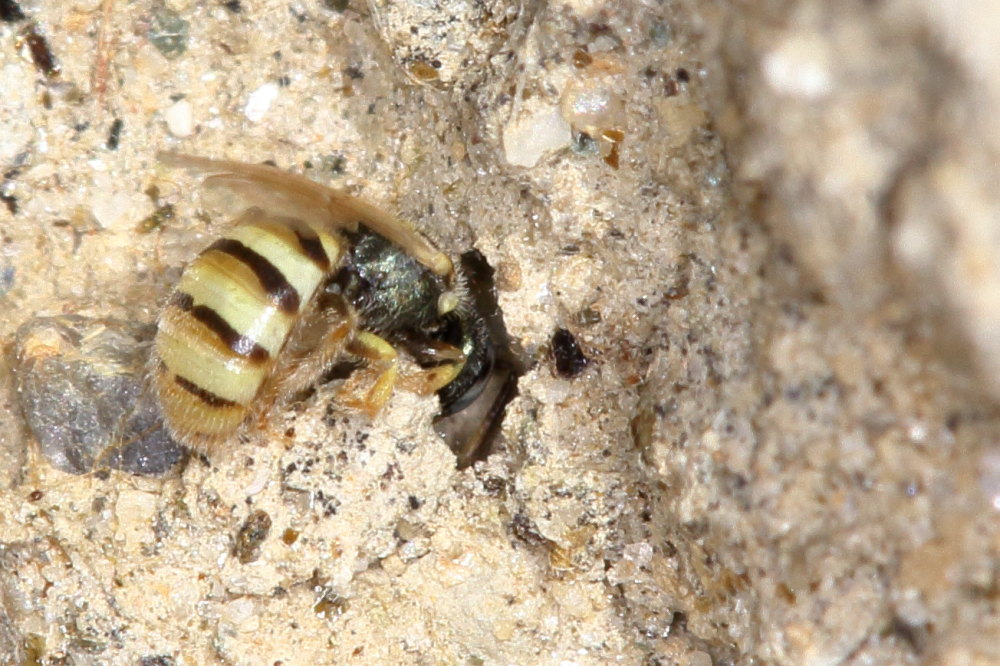 Apidae: Nomioides sp. (cfr.)