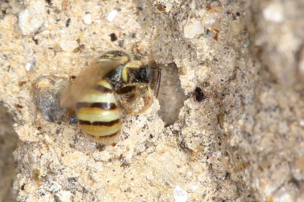 Apidae: Nomioides sp. (cfr.)