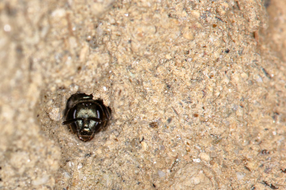 La piccola sentinella:  Apidae Halictinae (Halictus sp. o Lasioglossum sp.)
