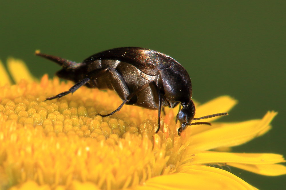 Mordellidae da identificare