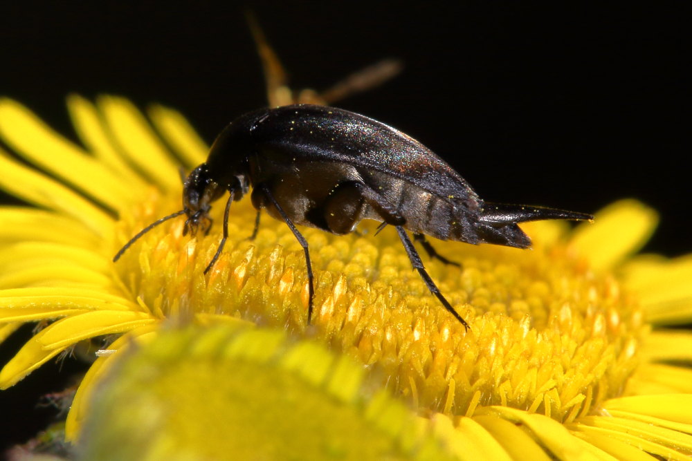 Mordellidae da identificare