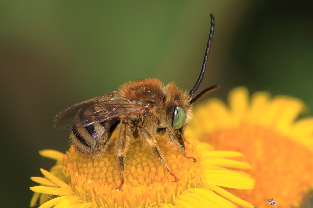 Apidae: Tetraloniella cfr. alticincta