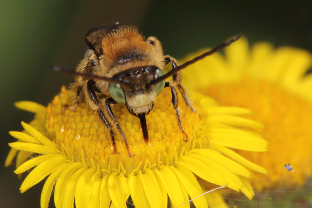 Apidae: Tetraloniella cfr. alticincta