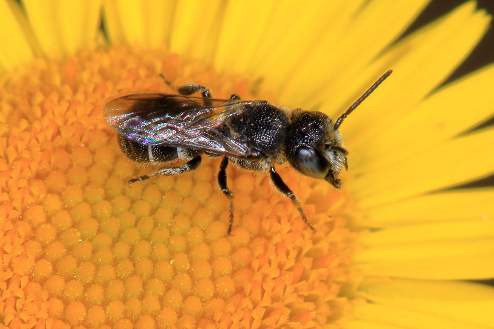 Apidae Megachilinae: Heriades sp.