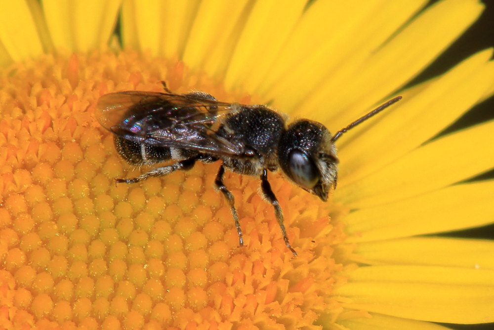 Apidae Megachilinae: Heriades sp.