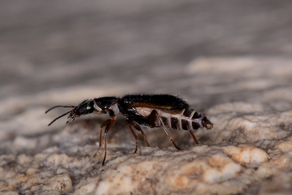 Malachiidae: Attalus nourrichelii