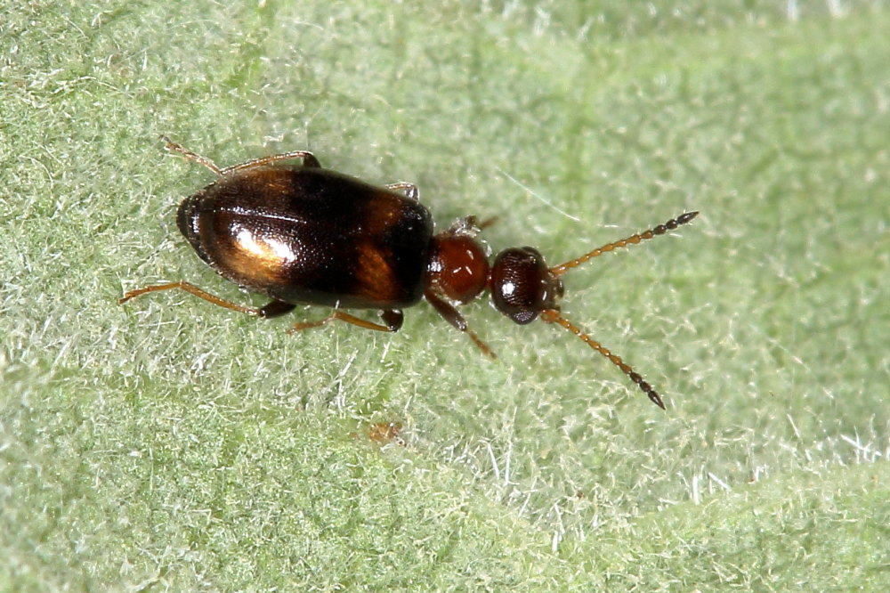 Anthicidae: Microhoria terminata