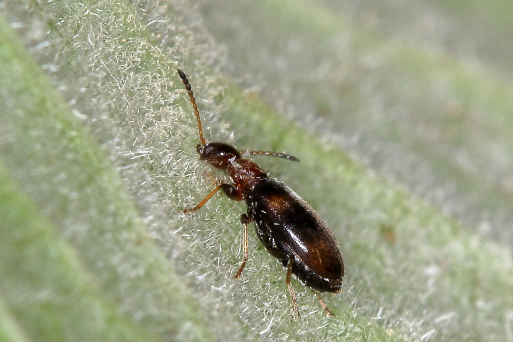 Anthicidae: Microhoria terminata