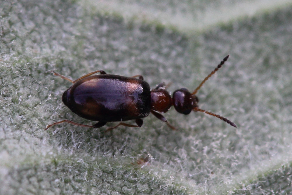 Anthicidae: Microhoria terminata