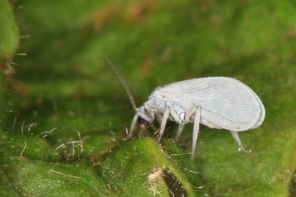 Coniopterygidae: Semidalis sp.