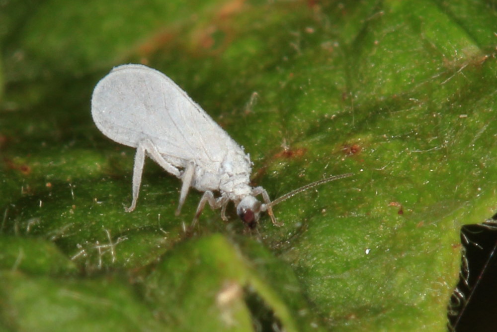 Coniopterygidae: Semidalis sp.