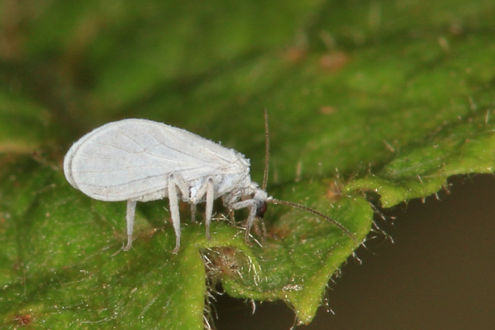 Coniopterygidae: Semidalis sp.