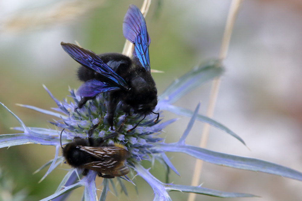 Coppia da ID: Apidae: maschio di Xylocopa violacea e di Bombus (Psithyrus) cfr. rupestris