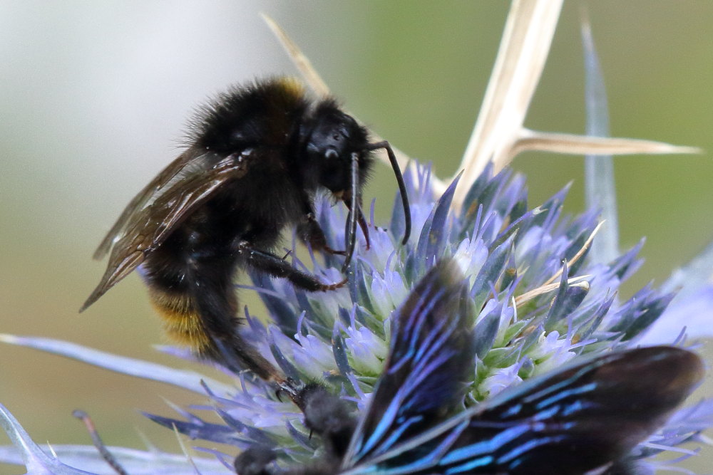 Coppia da ID: Apidae: maschio di Xylocopa violacea e di Bombus (Psithyrus) cfr. rupestris