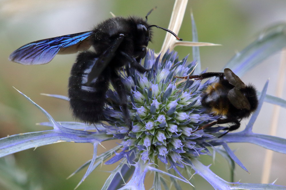 Coppia da ID: Apidae: maschio di Xylocopa violacea e di Bombus (Psithyrus) cfr. rupestris