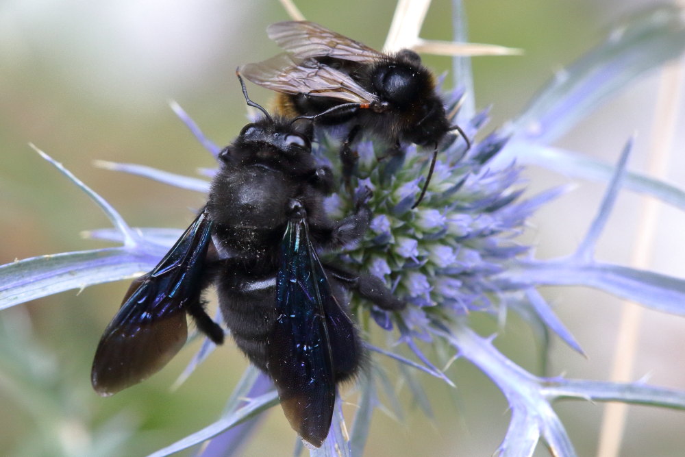 Coppia da ID: Apidae: maschio di Xylocopa violacea e di Bombus (Psithyrus) cfr. rupestris