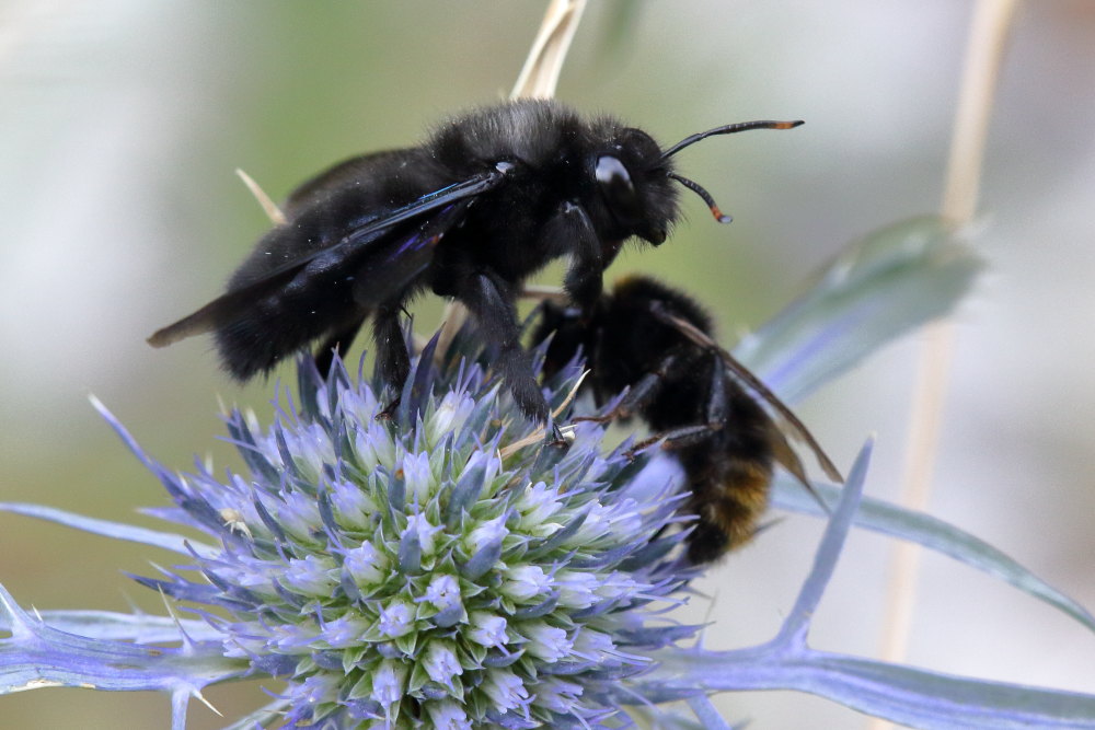 Coppia da ID: Apidae: maschio di Xylocopa violacea e di Bombus (Psithyrus) cfr. rupestris