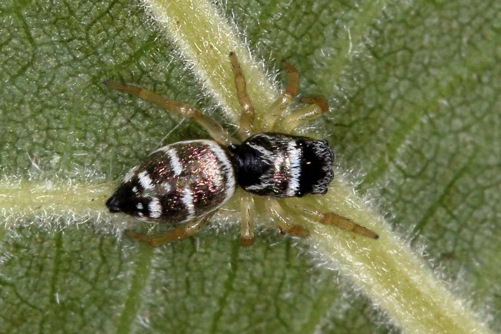 Heliophanus cupreus