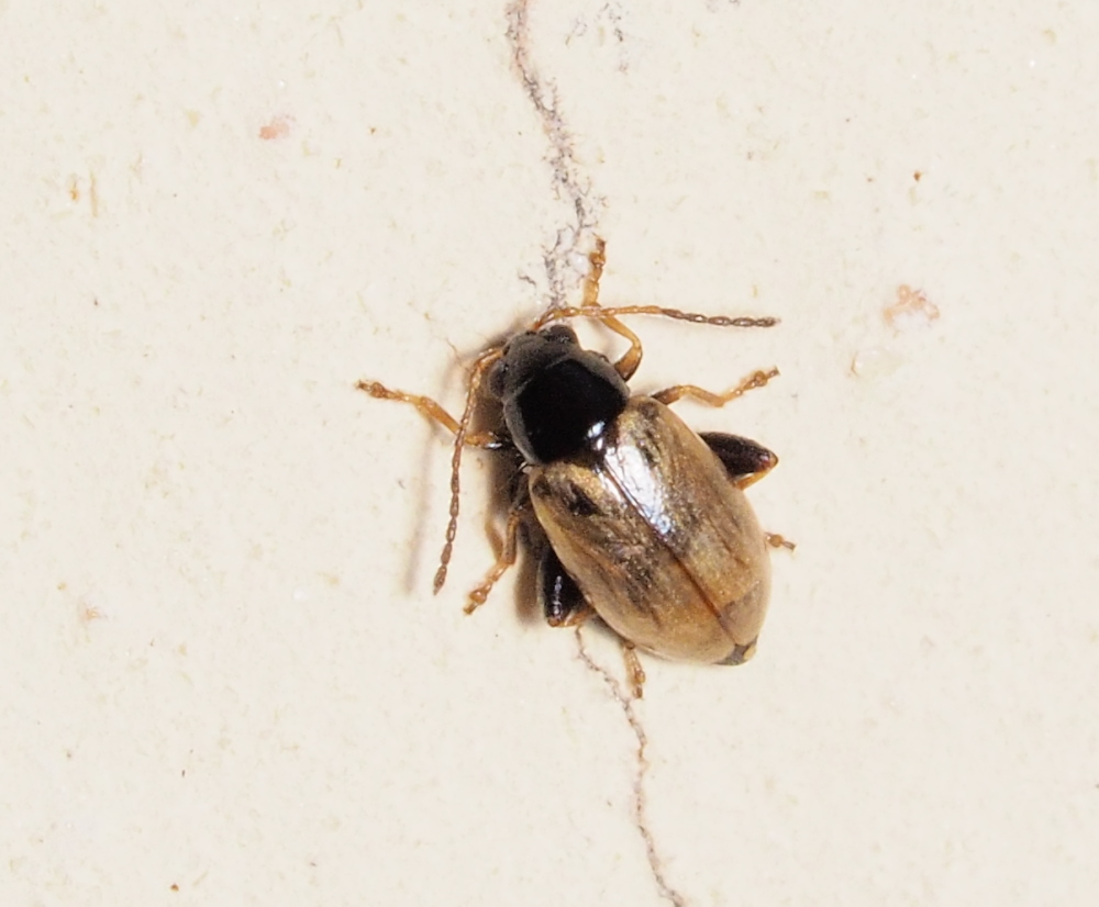 Chrysomelidae: Longitarsus sp.