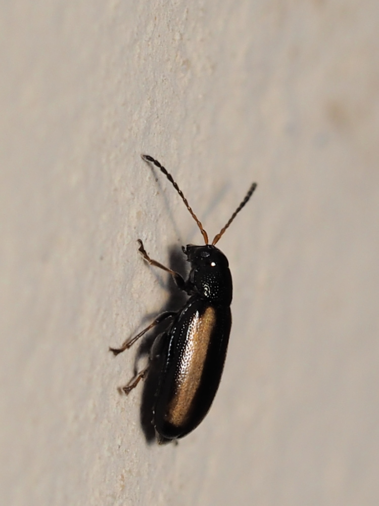 Chrysomelidae: Phyllotreta vittula