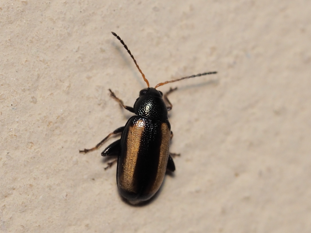 Chrysomelidae: Phyllotreta vittula