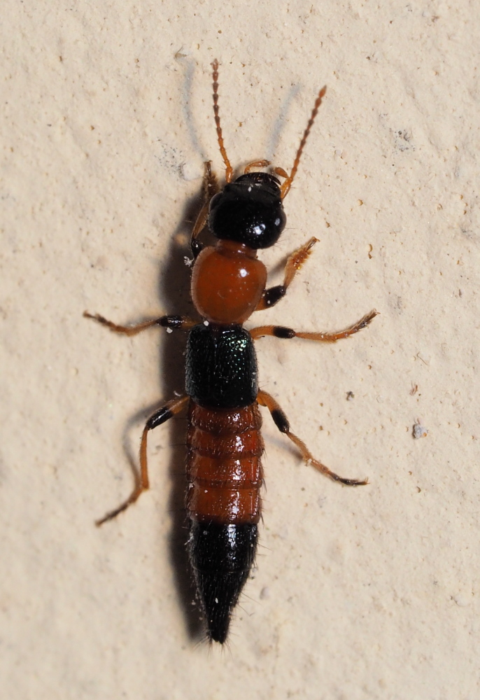 Staphylinidae: Paederus littoralis (cfr.)
