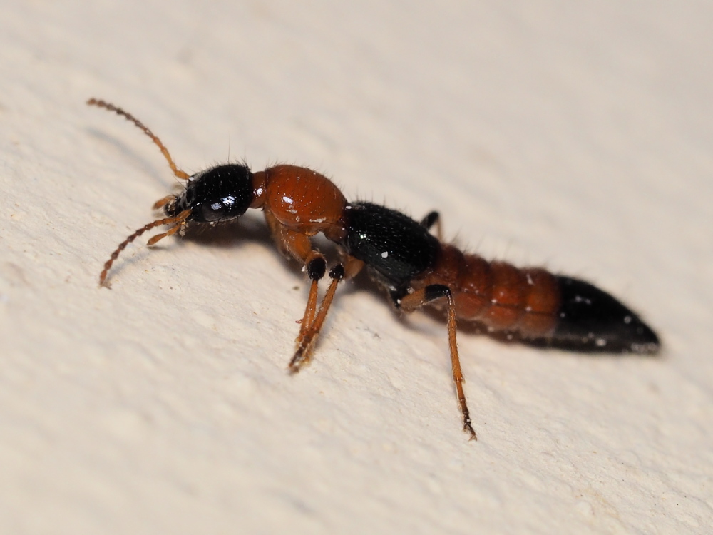 Staphylinidae: Paederus littoralis (cfr.)