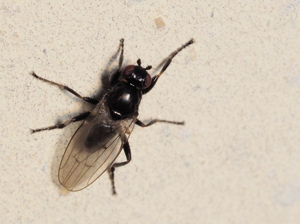 Sphaeroceridae:  Copromyza sp.  da confermare