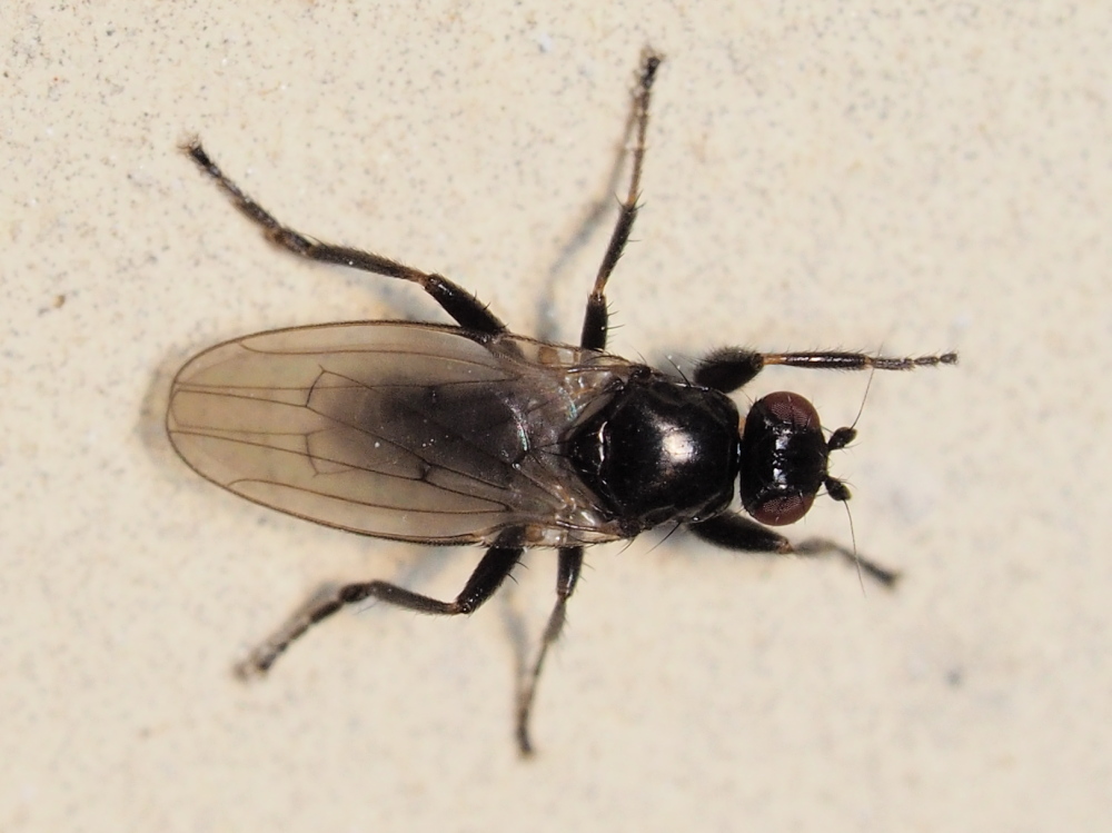 Sphaeroceridae:  Copromyza sp.  da confermare