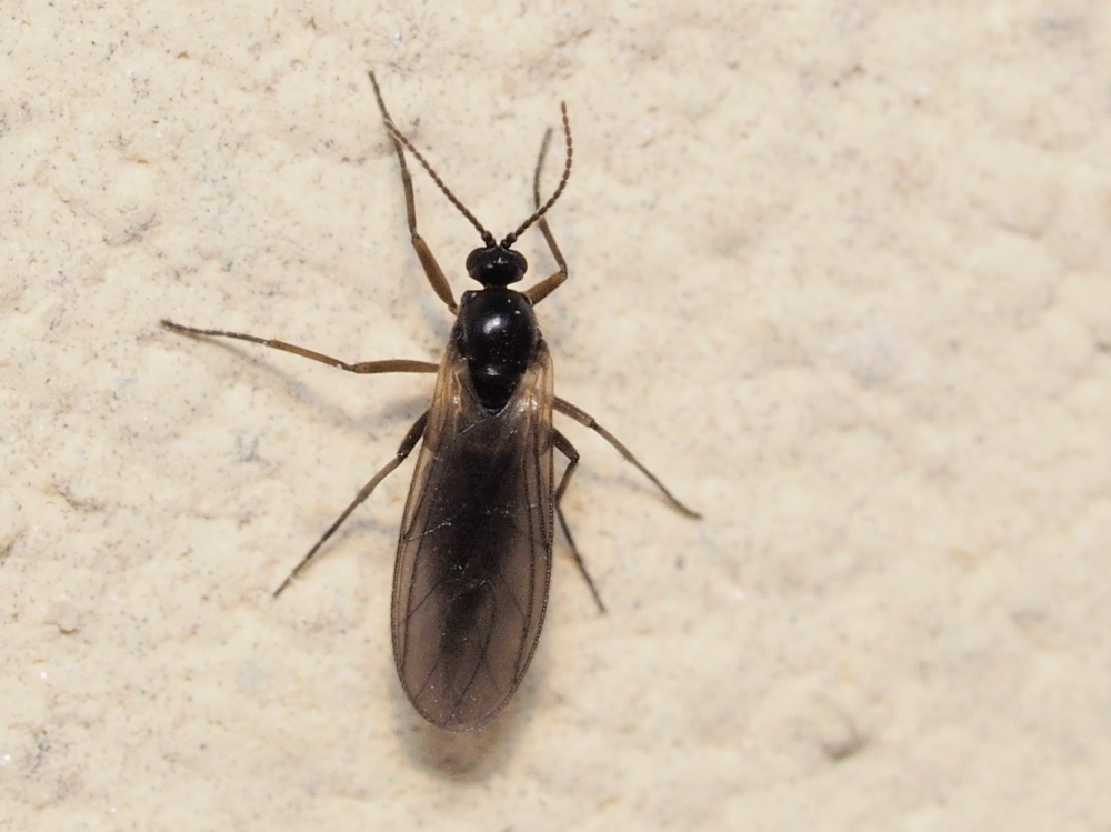 Sciaridae: cfr. Sciara sp.