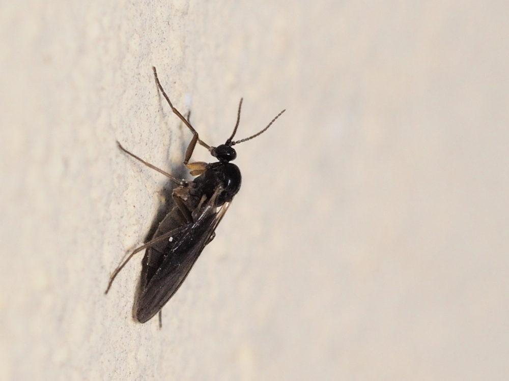 Sciaridae: cfr. Sciara sp.