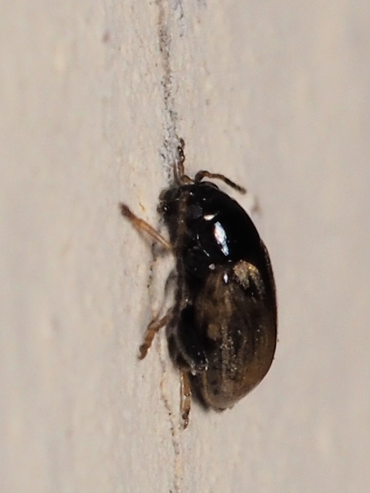 Chrysomelidae: Longitarsus sp.