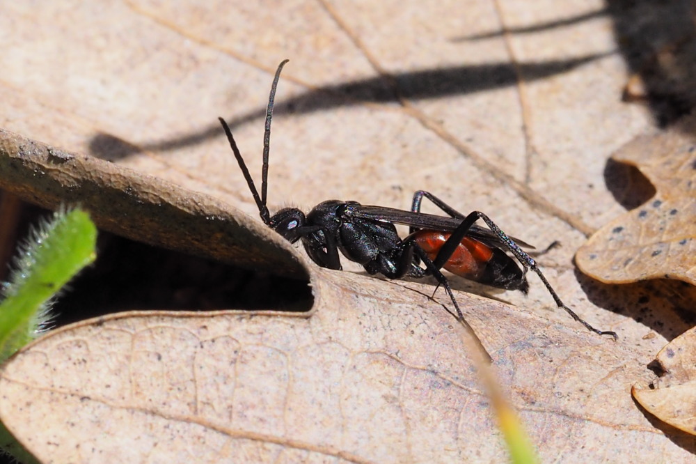 Pompilidae? S !