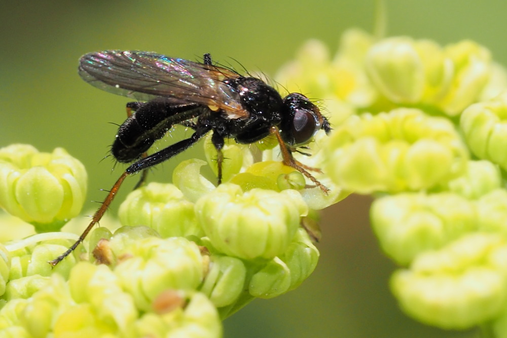 Tachinidae?