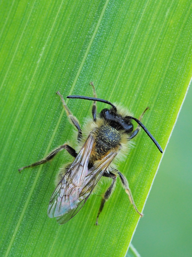 Apidae Andreninae?  S, Andrena sp., maschio