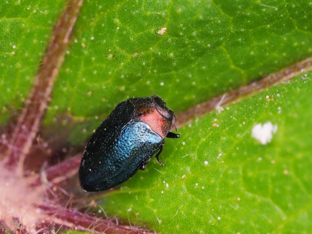 Buprestidae: Trachys troglodytiformis