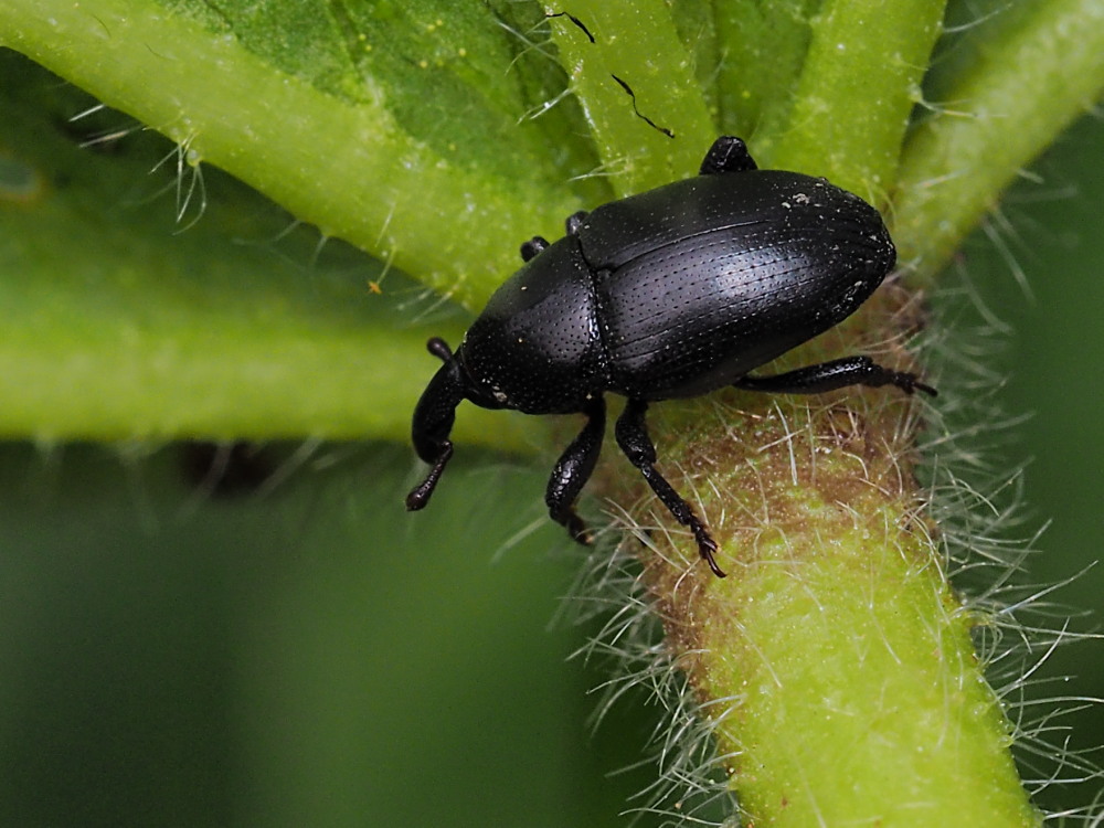 Curculionidae: Malvaevora timida? S.